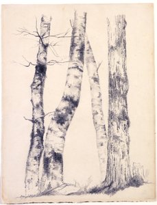 Study of Four Tree Trunks Three Birches, 1855